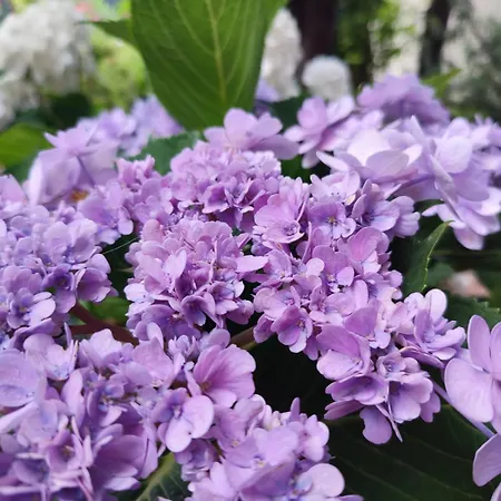 Con Piscina E Ampio Giardino * Stintino