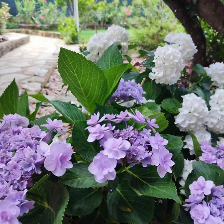 Con Piscina E Ampio Giardino * スティンティーノ